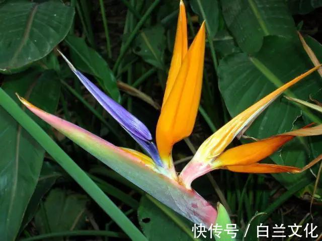 养花知识叫兰不是兰,花却美成仙,看看你家有几盆