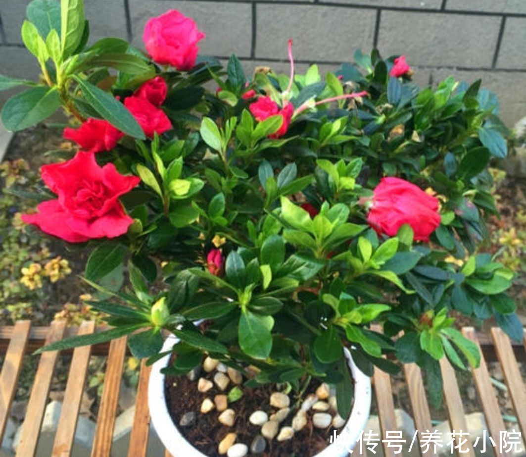 5种花公认的“难养”，总是黄叶枯萎，新手养不好