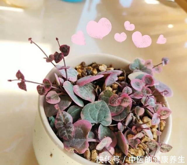 别养绿萝了,这20种耐阴植物,养在家里更合适!