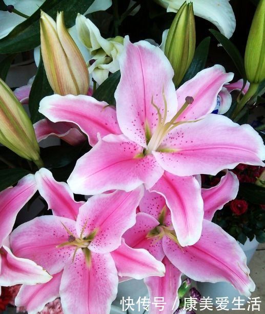 4种花适合夏天养,开花爆盆花期长,繁花似锦,花色美轮美奂