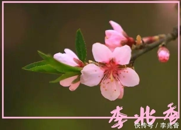 庆全庵桃花#桃花诗句最出名诗句,带白话文意思及翻译