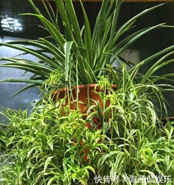 阴凉处|君子兰、多肉秋天“砍一刀”，1次冒出10个芽，几个月养爆盆