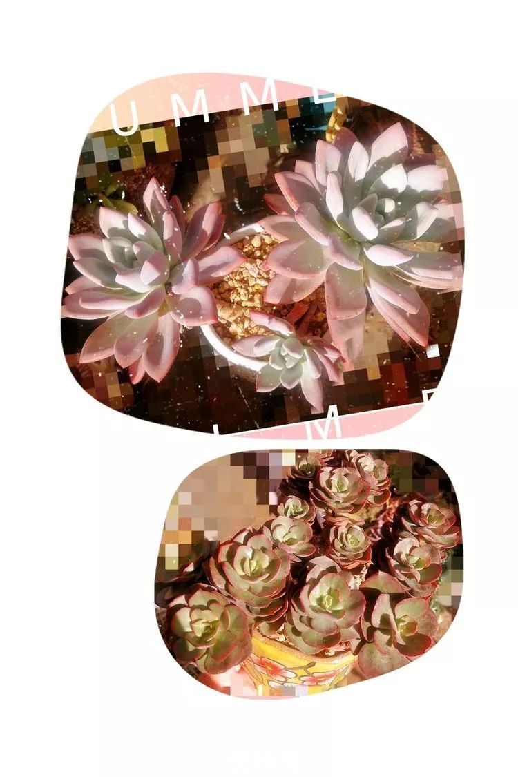 蚧壳虫|为肉痴狂!多肉植物也会用最美的容颜报答我们的勤劳付出!