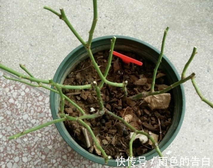 毛细根|月季半死不活的吗,整顿的机会到了