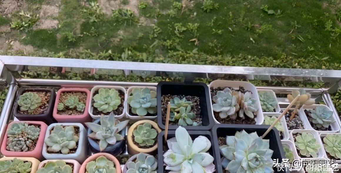 花盆|夏天种多肉,陶盆,紫砂盆最好,隔热效果好,更适合多肉生长