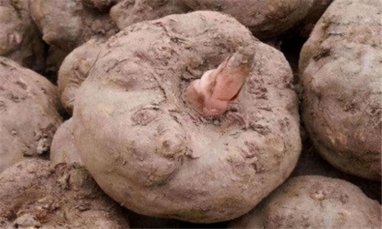 延缓衰老|聪明人爱吃3种食物,排毒养颜,延缓衰老,早吃早好!