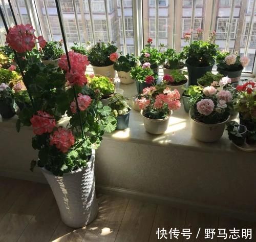 长寿花|2种漂亮花,沾土就能活,好养易繁殖,养护一盆半年有花赏!