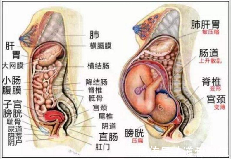 腰酸背痛|孕妇的“肚量”有多大一张图告诉你答案孕妇的内脏都被挤没了