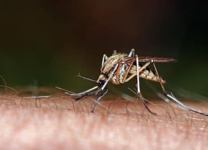 蚊子|关灯蚊子嗡嗡叫,开灯却找不到教你3个方法,让你整夜安睡