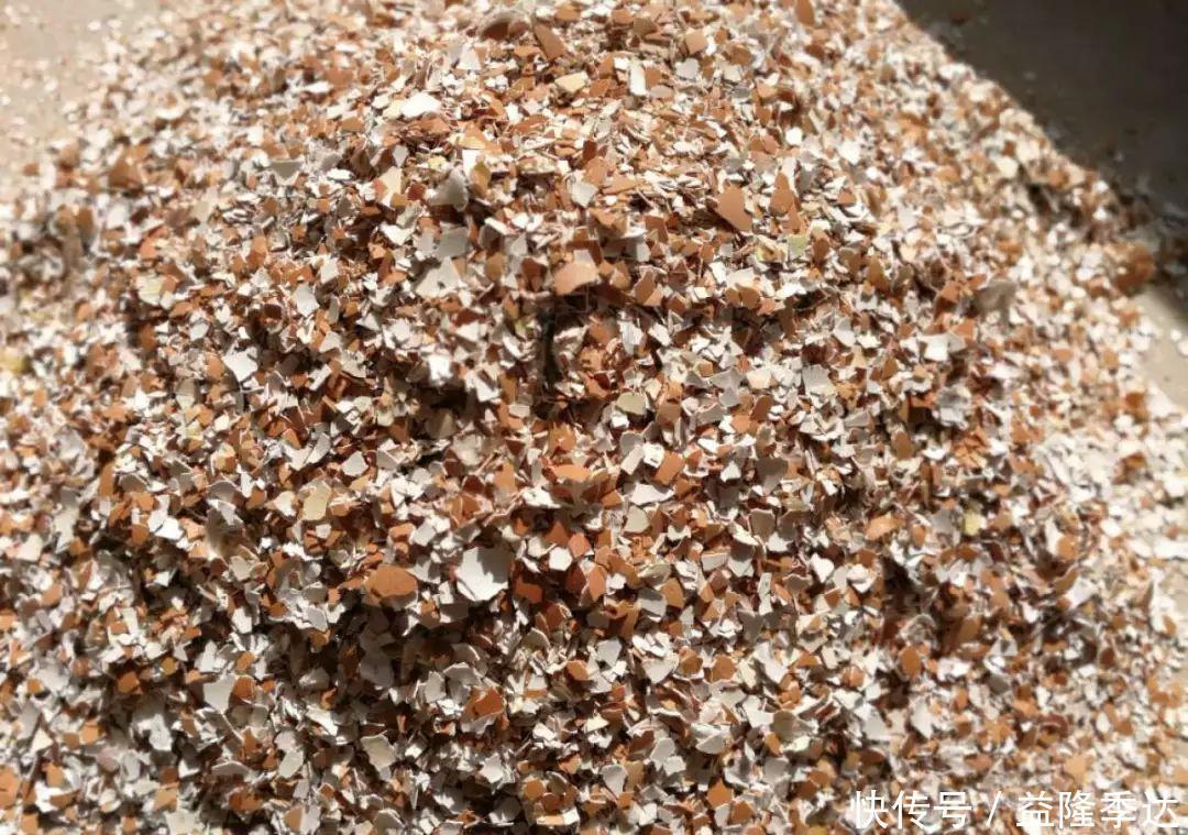 煤渣|家里吃剩的果皮，拿来养花嗖嗖长，不黄叶、开花多