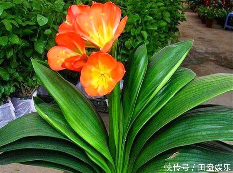 光照|君子兰有“4怕”,难怪叶子长歪还夹箭,学会了叶片光亮顺利开花