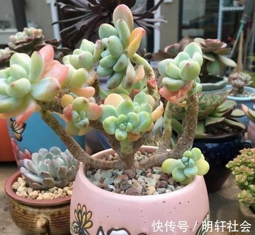 多肉植株|养多肉，不懂该什么时候浇水？凭借这些特征动手就能远离问题