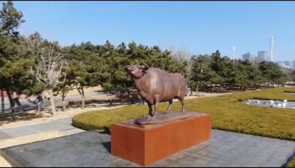 花开|迎春花开 欢度安静祥和年