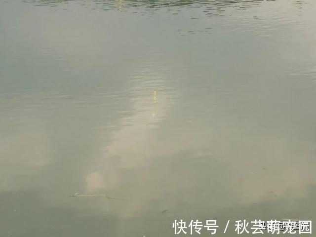 鱼口|轻口鱼难钓?按我的方法做一钓一个准,再小的口也能逮住