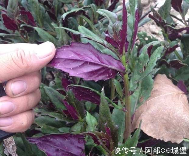 菊科类植物|农村这种“补血菜”你吃过吗?你哪里叫什么?