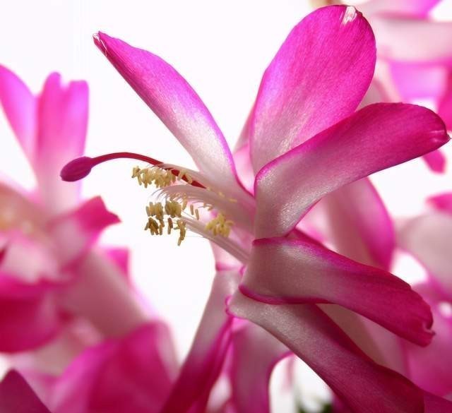 蟹爪兰花败后,做好5步处理法,没准还能再开一波!