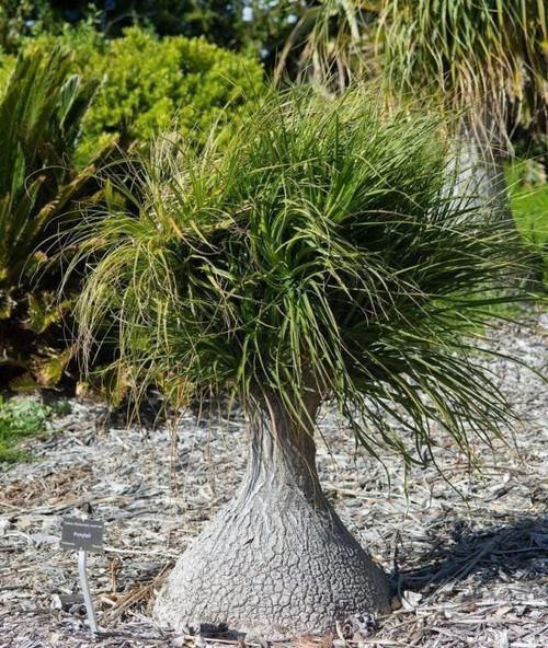 没想到|没想到酒瓶兰开花这么灿烂,养室内变观叶植物,大半年不浇水也行