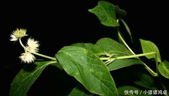一味能“引血下行”的良药,可活血瘀、强筋骨、益肝肾
