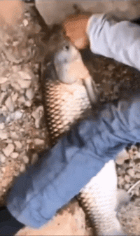 |搞笑GIF段子:非常精彩的一个乌龙球