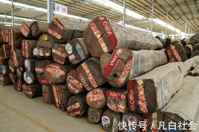 小材|缅甸花梨木成才缓慢,200年小材,500年中材,千年大材!