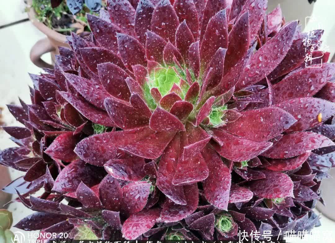 多肉|你是爱,是暖,是希望,你是人间四月天!