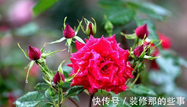 花草|有院不栽狼牙棒！5种花草植物都属于“狼牙棒”，你家栽种了吗？