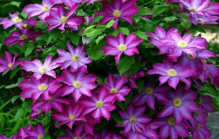 能手|4种花是爆盆能手,埋土里就活,不用管也能花开不断