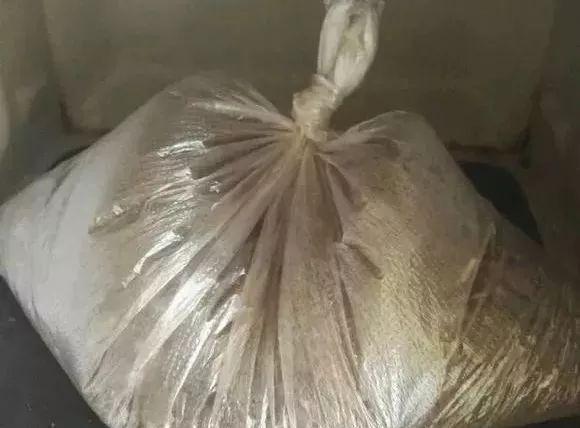 拿它一捂，长寿蟹爪兰嗖嗖冒花苞，多肉呼呼胖三圈