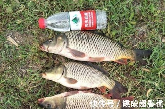 加点面|不打窝怎么钓好鱼?老司机直言:按我说的做,一支竿都钓不过来