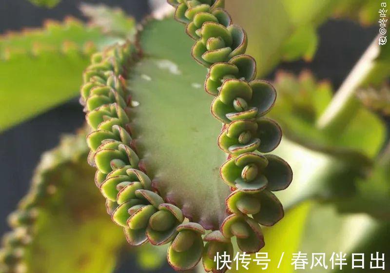 白檀|养到烦人的花，盆都不够用，扔掉还很心疼