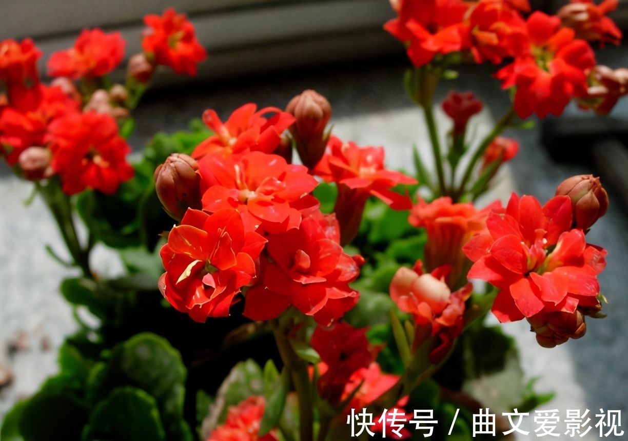 植物|养花别再把水和肥“分2回事”了,浇点它,盆栽土又湿又肥