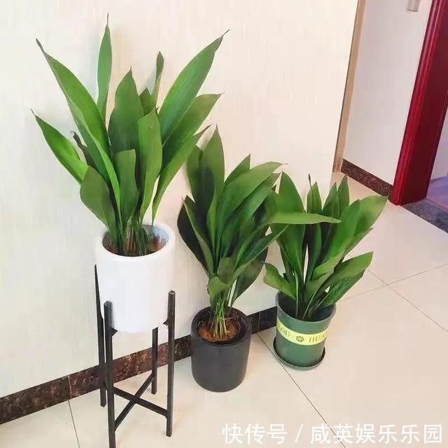 植株|五种小盆栽,耐阴又好养,办公室养几盆,增财运、旺事业