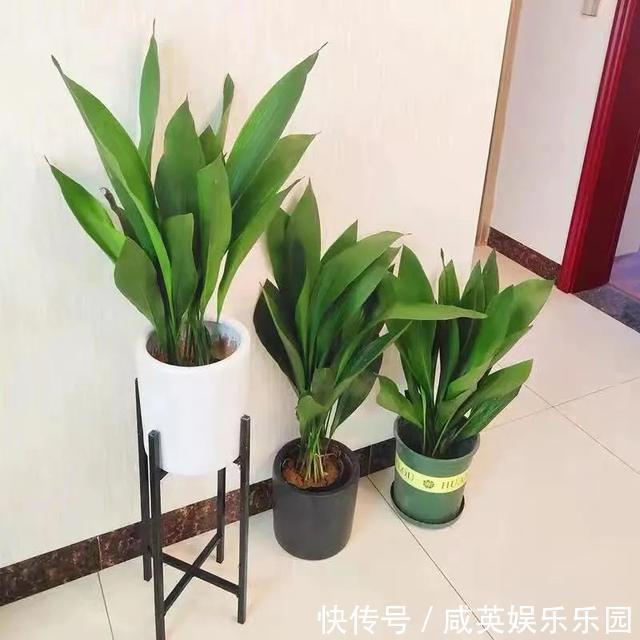 植株|五种小盆栽，耐阴又好养，办公室养几盆，增财运、旺事业