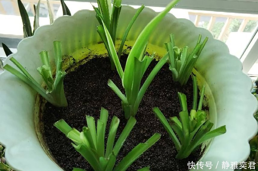 8种花,秋天翻盆顺便分株,一盆变多盆,明年光买盆就足够了