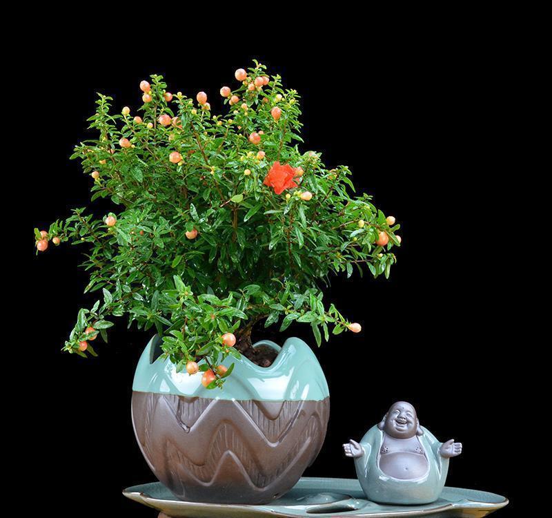 古代|5种吉利花，是古代人的“富贵花”，能活几百年，富贵又吉利