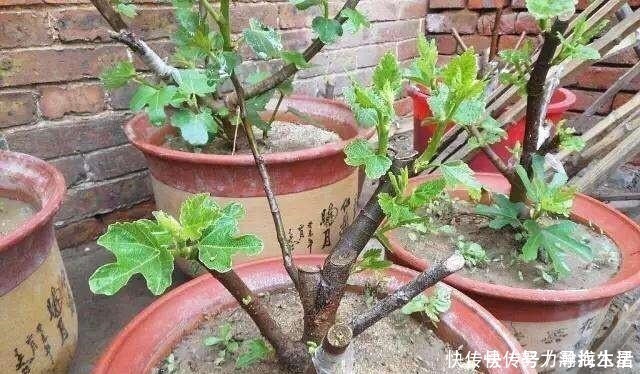 枝条|多种树木都想富!「三种树」随手掰一枝,插土生根,来年可以结果