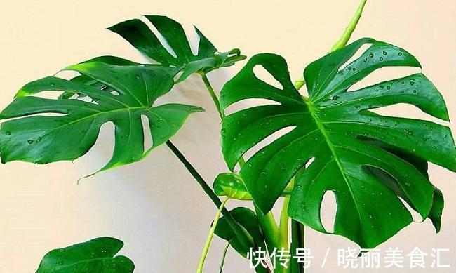 养花试试这几款,花叶聚美,伴随着清风还能闻到淡淡的花香