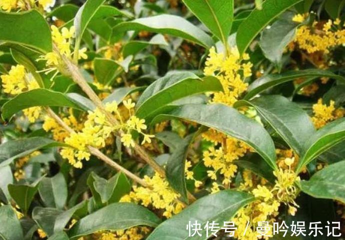 养花|养花就养个花期长的，满屋子飘香，清新空气，家家必备！