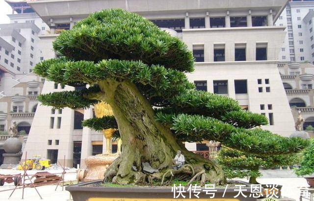 7种树“进宅”,旺财镇宅,延绵百年,家里有地方,一定养一棵