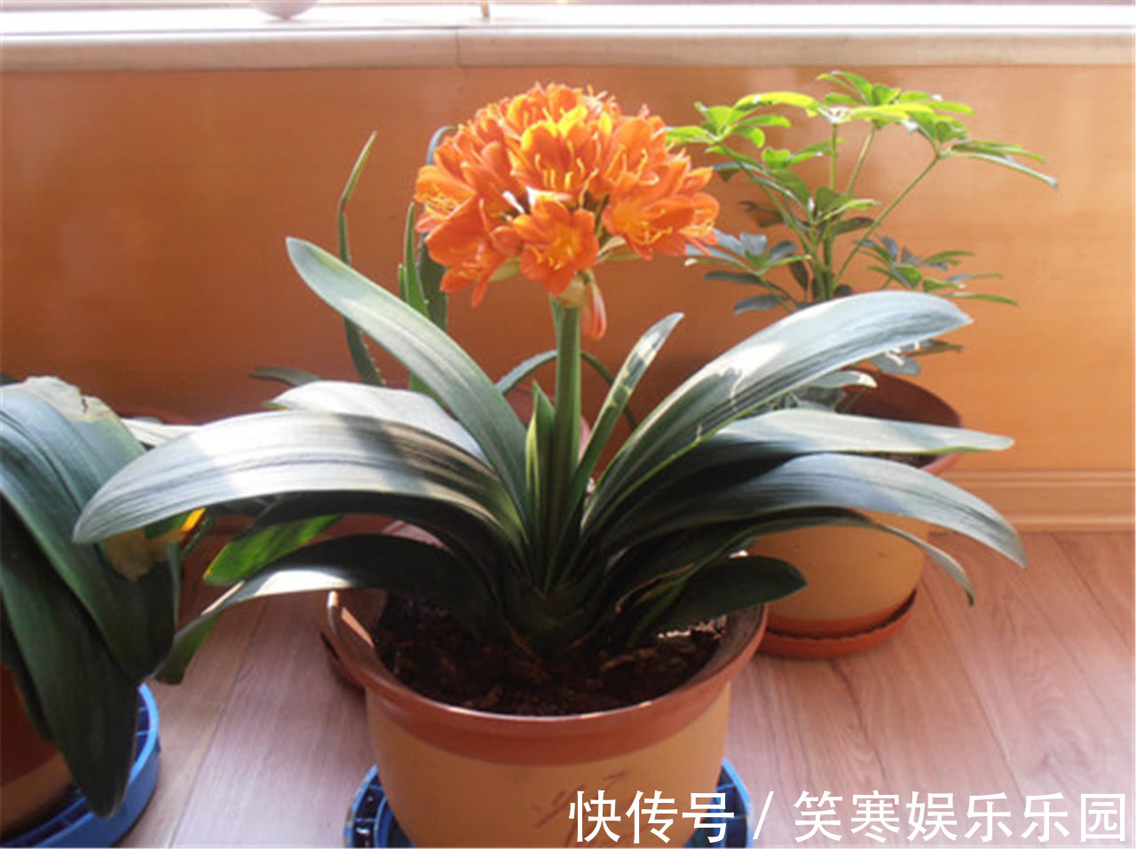 发财树|7种寓意“旺财”的花,适合养在家里,看着就有好兆头