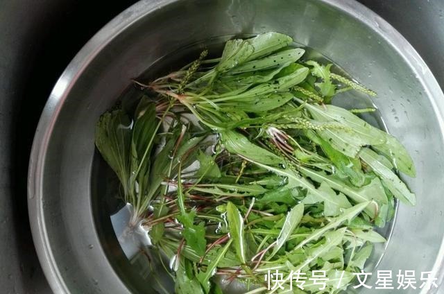 清热解毒|蒲公英被称为“天然抗生素”,营养师提醒2类人一口都不适合喝