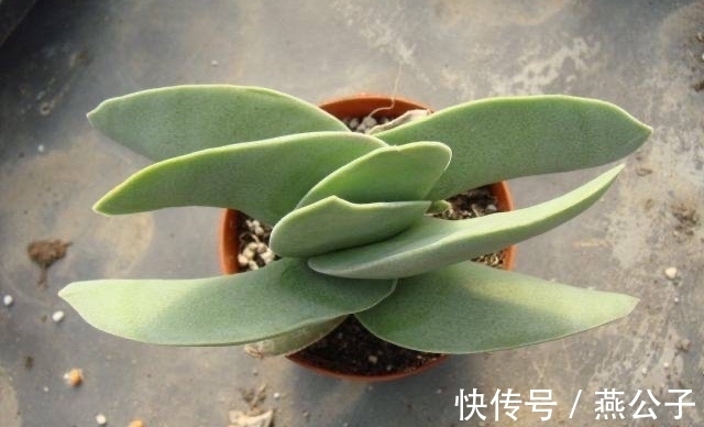 命名|2款以外形命名的多肉,都是非常冷门的品种,曾经可是大贵货