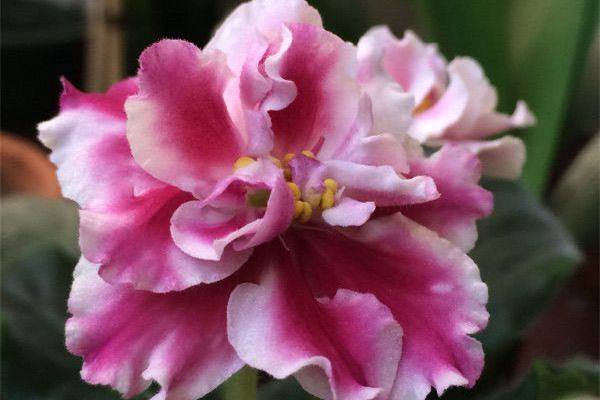 盆栽|这种盆栽花卉,不仅漂亮而且好养,种在室内一年四季都能开花!