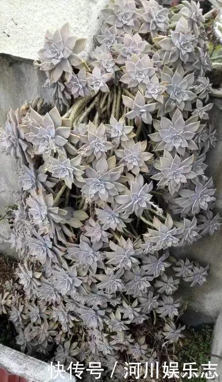 养花|路上遇这“三种花”马上挖回家,遇水易疯长,古代大户人家最爱养