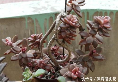 多肉普货姬胧月,没有露养条件就别养,阳台党难养出状态!