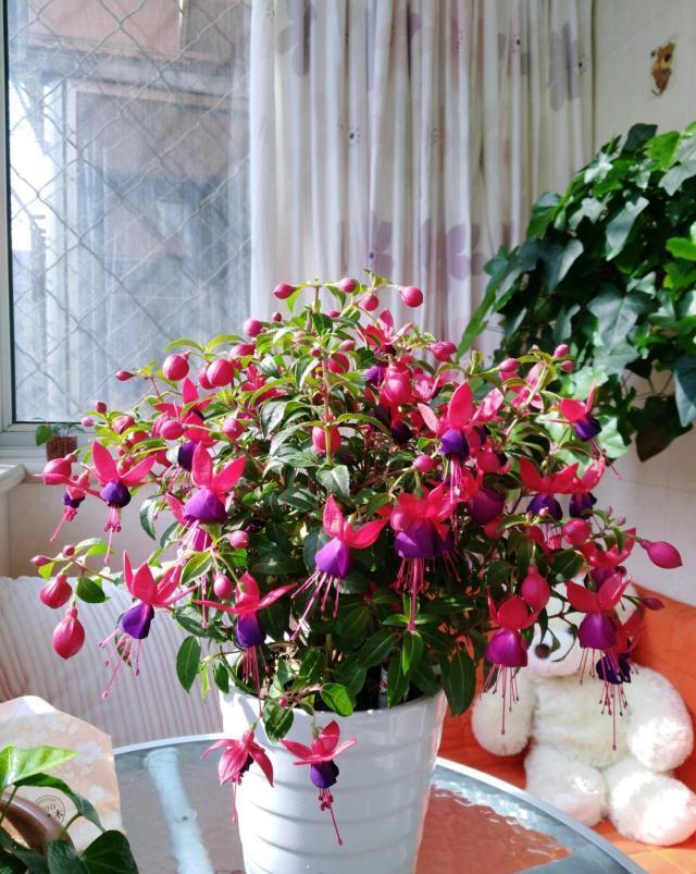 16种耐阴花,就算阳光不足,也能年年生长、开花