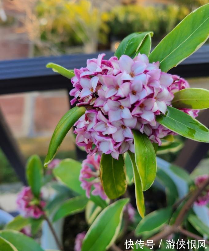 世界名花金边瑞香,冬季种植多注意这6点,开花香、数量多