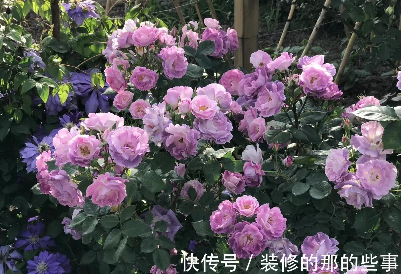 多季|月季花“蓝色梦想”,颜值超高,浓香四溢,多季开花,阳台也能养