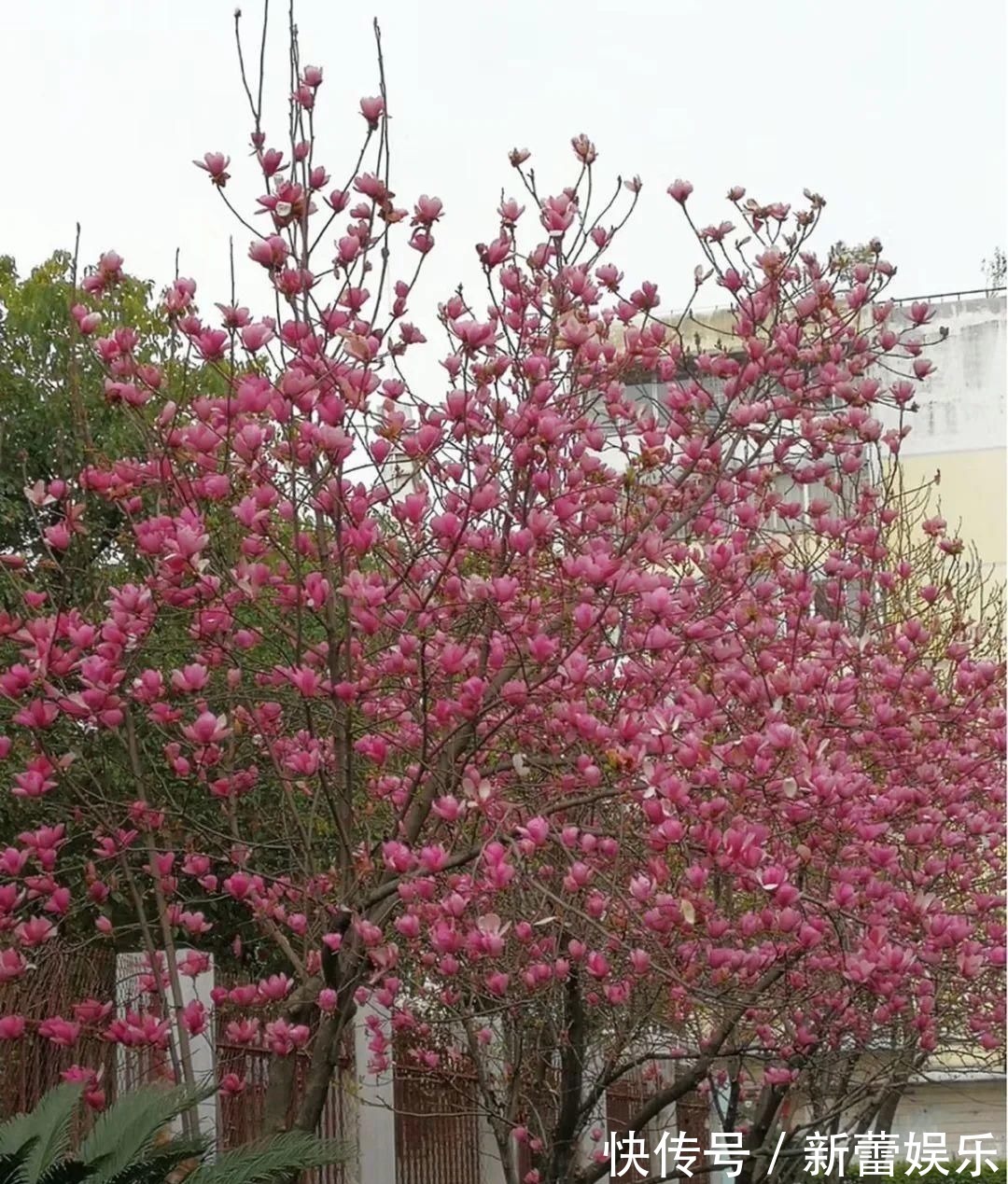 玉兰|家门口种棵“吉祥花”，满树都开花，还有“镇宅”好兆头