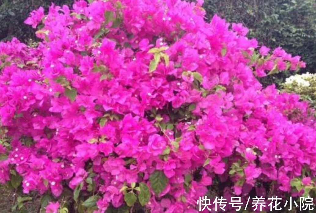 三角梅秋季不开花，按照“2多1控”来养，让它花苞开满枝头